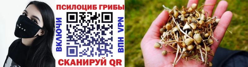 Псилоцибиновые грибы Psilocybe  наркошоп  Александров 