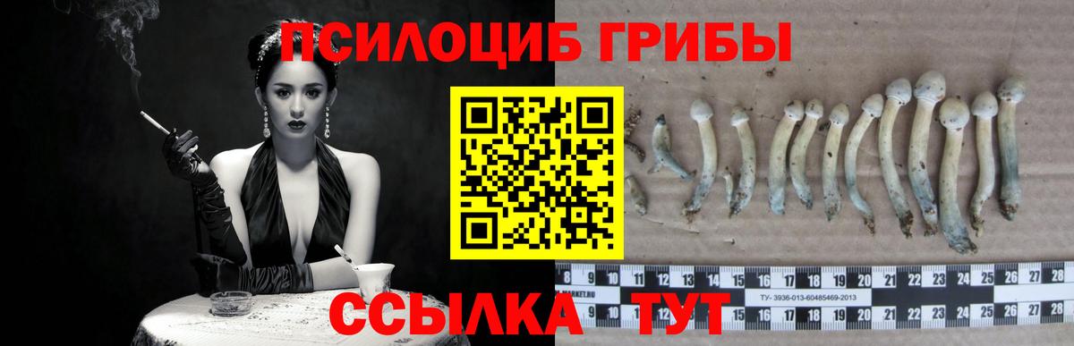 Александров  Галлюциногенные грибы Psilocybe  Галлюциногенные грибы прущие грибы  Вход с VPN 